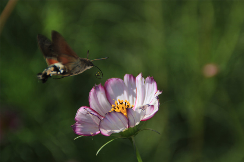 蝶戀花 李召龍攝